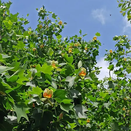 게스트하우스 Le Des Falaises 3*