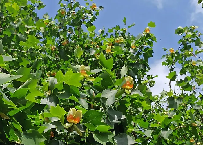 Guest house Le Des Falaises 3*